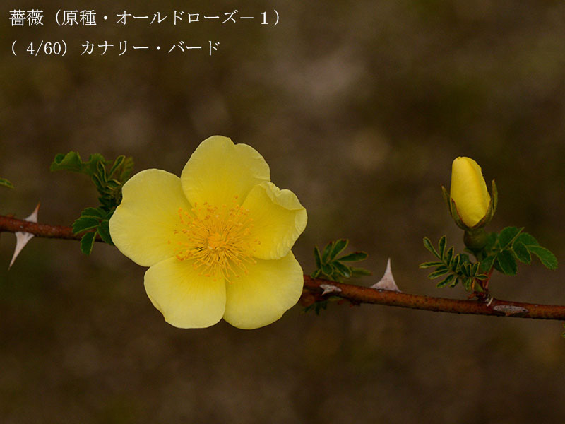 %_tempFileName004-r1461-20260422-0392%