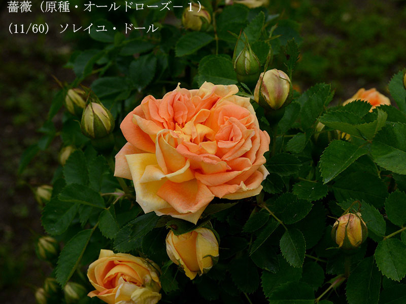 %_tempFileName011-r3566-20260429-0263%