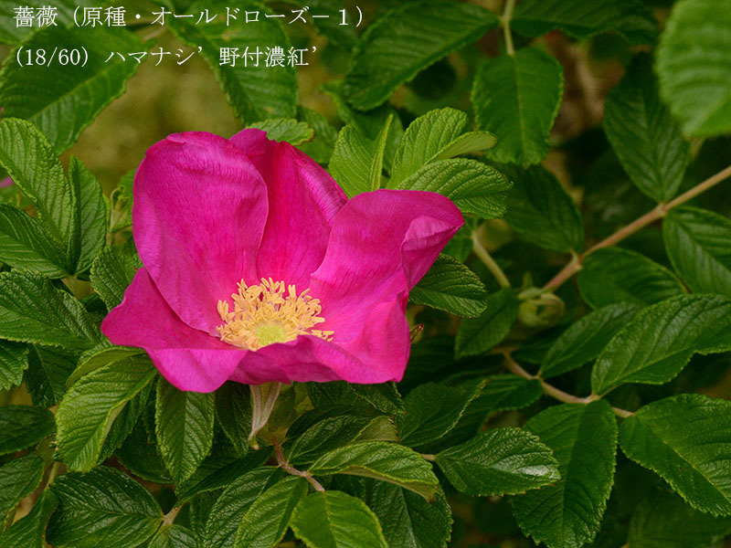 %_tempFileName018-r4676-20260422-0707%