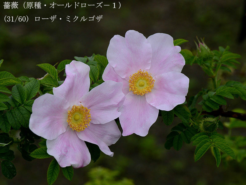 %_tempFileName031-r7779-20260429-0578%