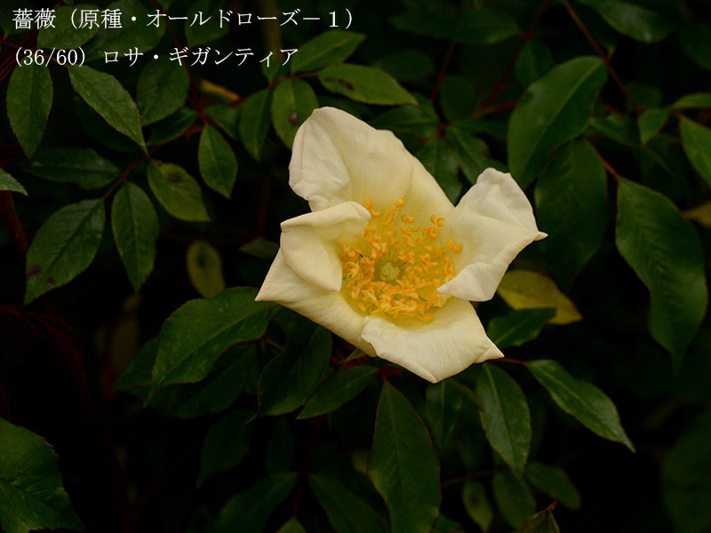 %_tempFileName036-r7955-20260422-0684%