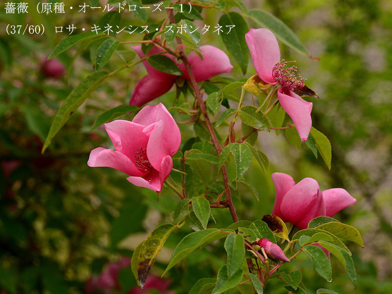 %_tempFileName037-r7961-20260422-0642%