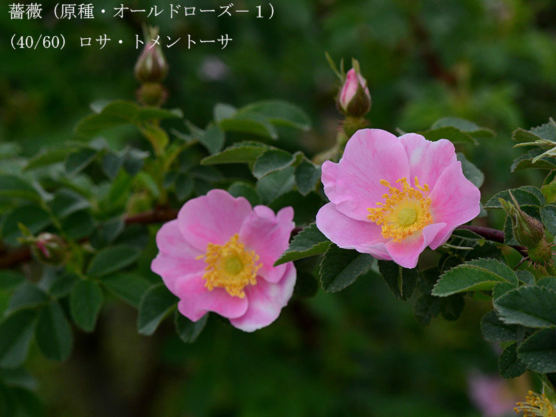 %_tempFileName040-r8010-20260429-0546%