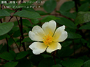 %_tempFileName001-r0623-20260429-0106%