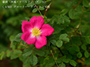 %_tempFileName006-r1968-20260422-0208%