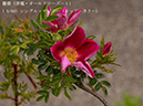 %_tempFileName009-r3099-20260422-0308%