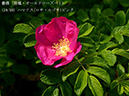 %_tempFileName019-r4679-20260420-0136%