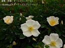 %_tempFileName022-r5525-20260422-0332%