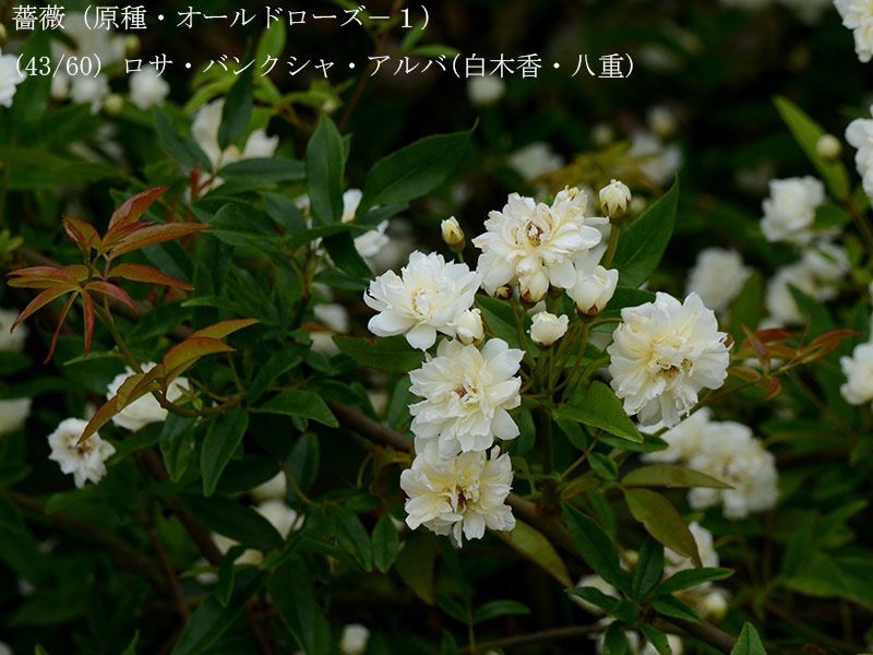 %_tempFileName043-r8022-20260429-0313%