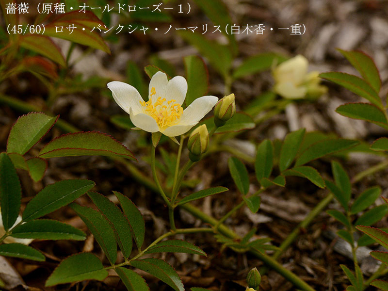 %_tempFileName045-r8023-20260422-0769%