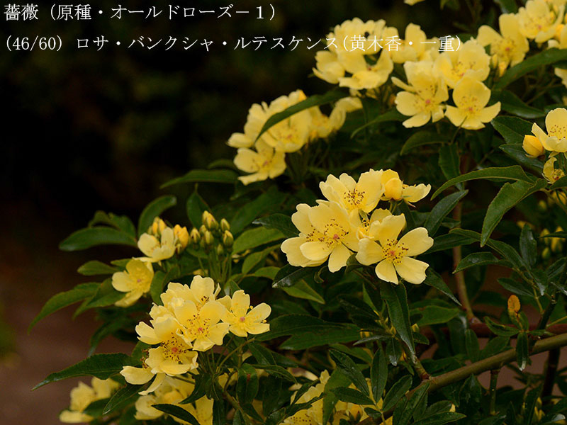 %_tempFileName046-r8025-20260422-0745%