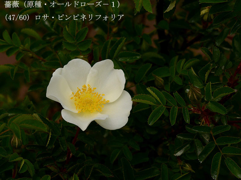 %_tempFileName047-r8032-20260422-0796%