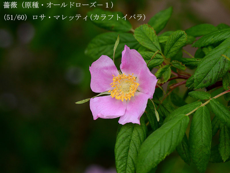 %_tempFileName051-r8078-20260429-0851%