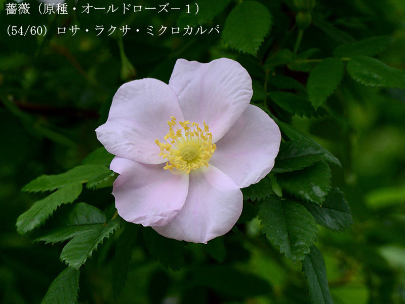 %_tempFileName054-r8112-20260429-0401%
