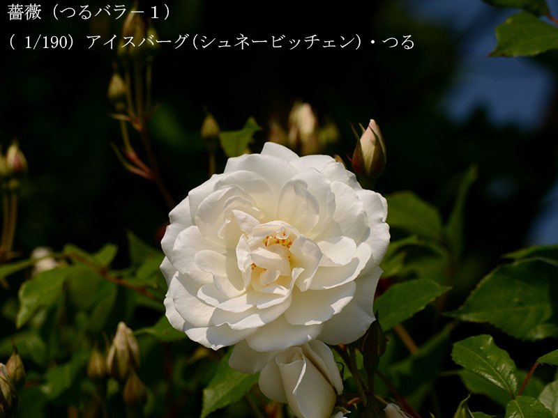 %_tempFileName001-r0127-20260516-0147%
