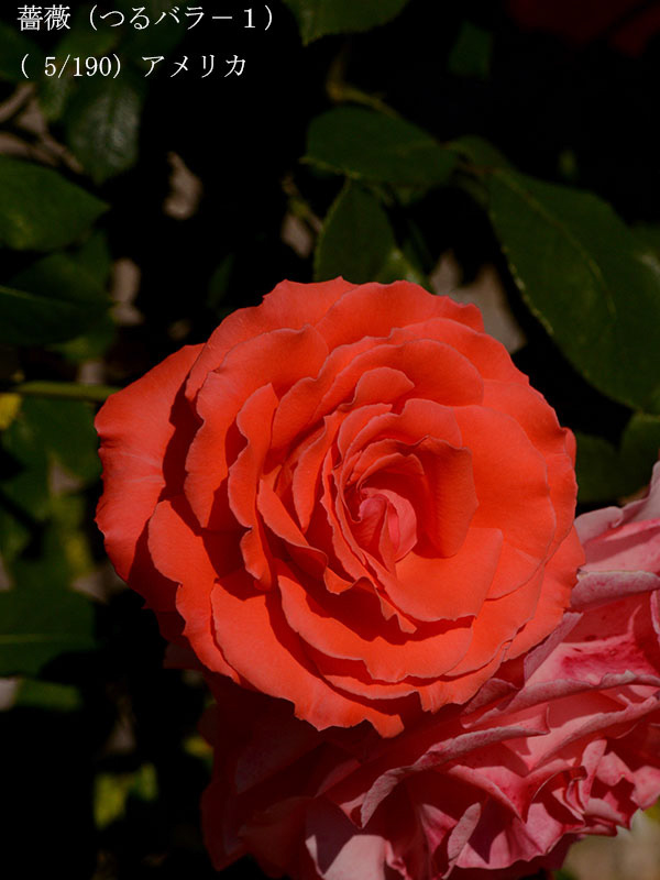 %_tempFileName005-r0335-20260517-0604%