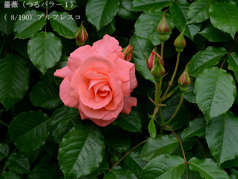 %_tempFileName008-r0431-20260506-1689%