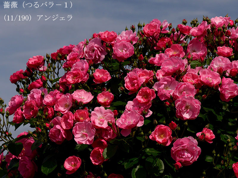 %_tempFileName011-r0504-20260512-0094%