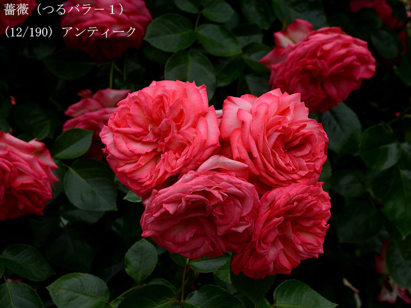 %_tempFileName012-r0516-20260523-1728%