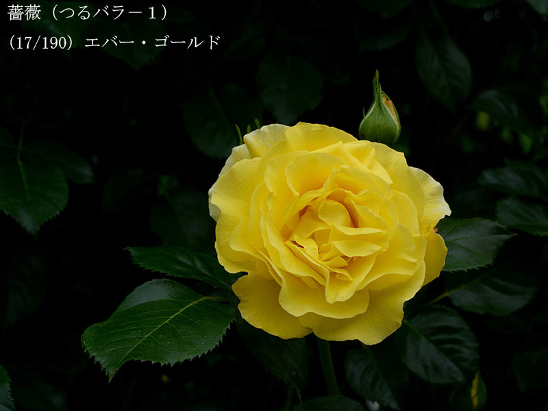 %_tempFileName017-r1052-20260506-1538%