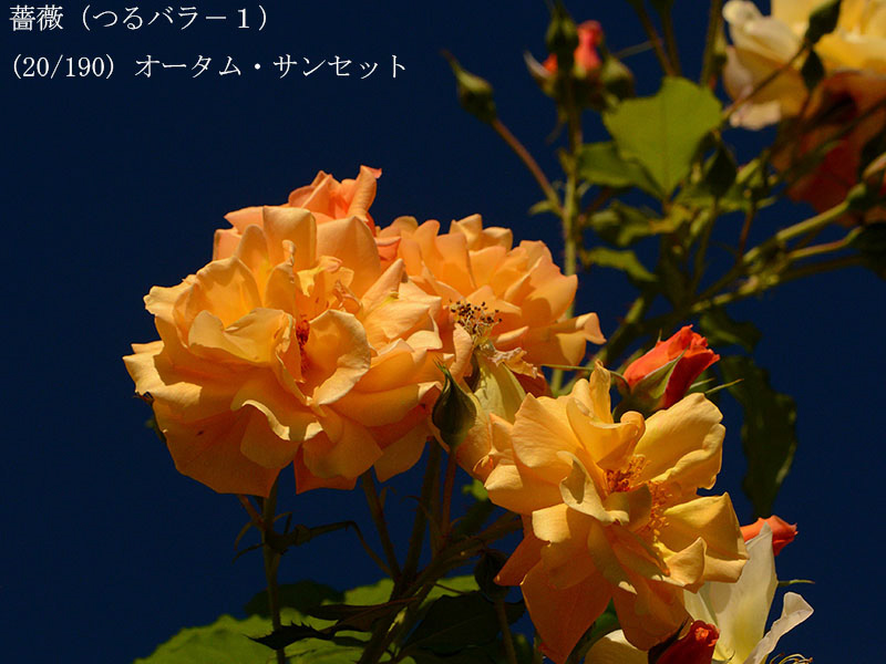 %_tempFileName020-r1208-20260517-0961%
