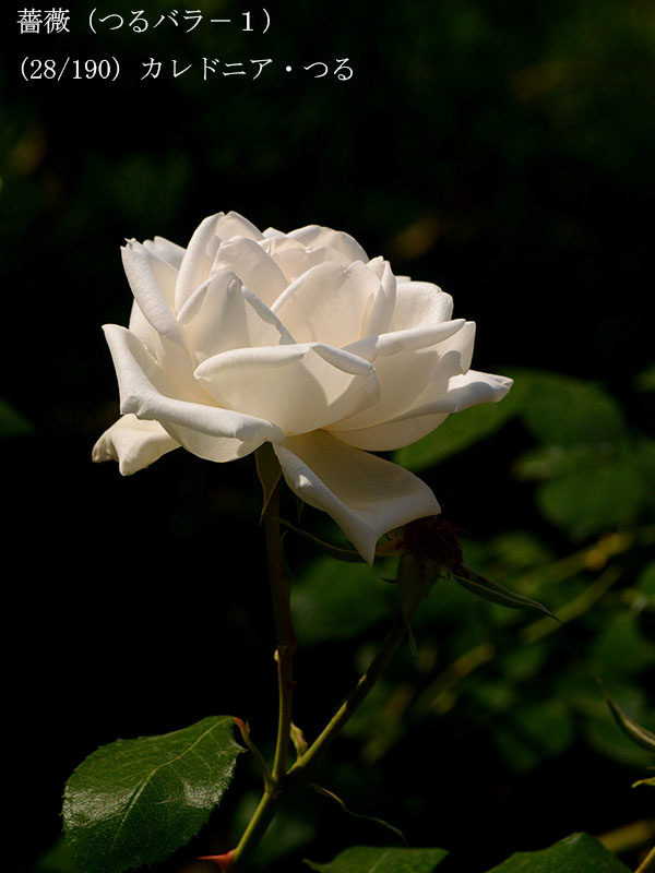 %_tempFileName028-r1552-20260519-0211%
