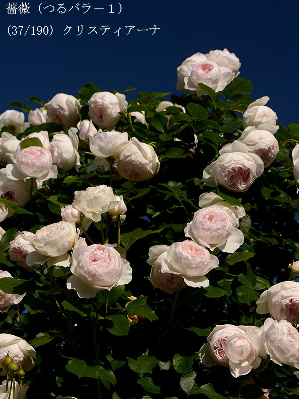 %_tempFileName037-r1846-20260517-0483%