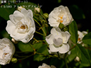 %_tempFileName003-r0201-20260531-0443%
