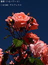 %_tempFileName009-r0431-20260517-0899%