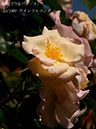 %_tempFileName013-r0859-20260517-0785%