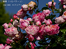 %_tempFileName016-r1038-20260517-0612%