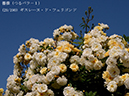 %_tempFileName029-r1599-20260517-0701%