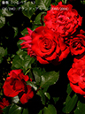 %_tempFileName036-r1800-20260517-0409%