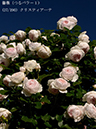 %_tempFileName037-r1846-20260517-0483%