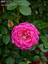 %_tempFileName040-r1985-20260506-1452%