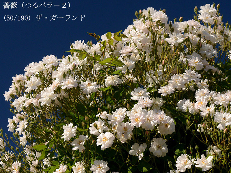%_tempFileName050-r2333-20260530-2384%