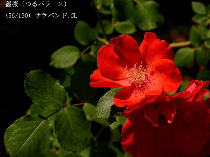 %_tempFileName056-r2509-20260519-0275%