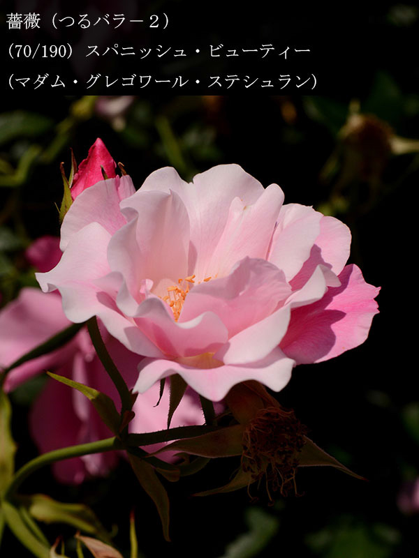 %_tempFileName070-r3365-20260517-1012%