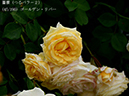 %_tempFileName045-r2146-20260523-1831%