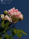 %_tempFileName058-r2624-20260517-0654%