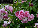 %_tempFileName061-r2792-20260523-3012%