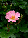%_tempFileName064-r2944-20260506-1467%