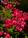 %_tempFileName067-r3207-20260519-0172%