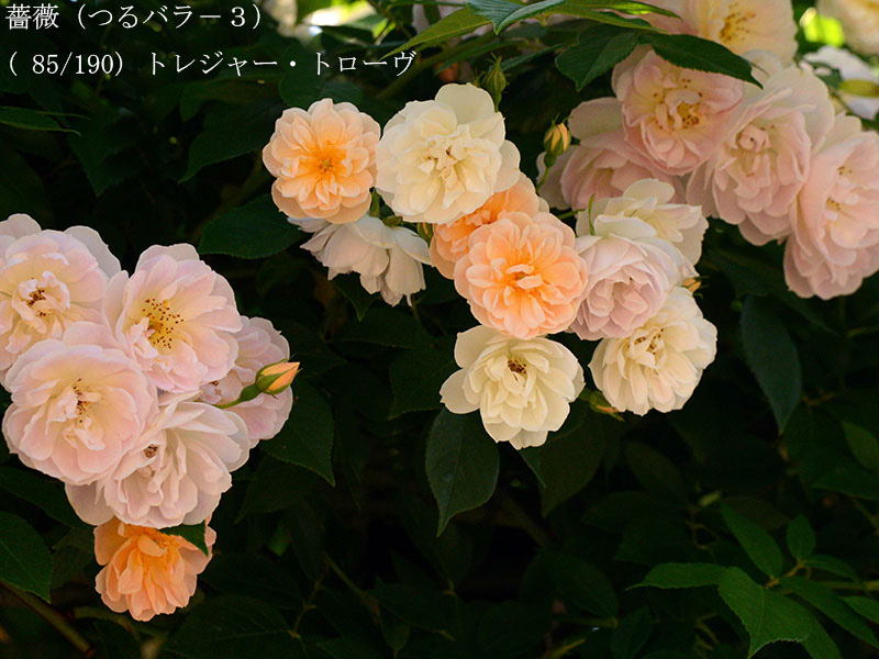 %_tempFileName085-r4225-20260517-0359%