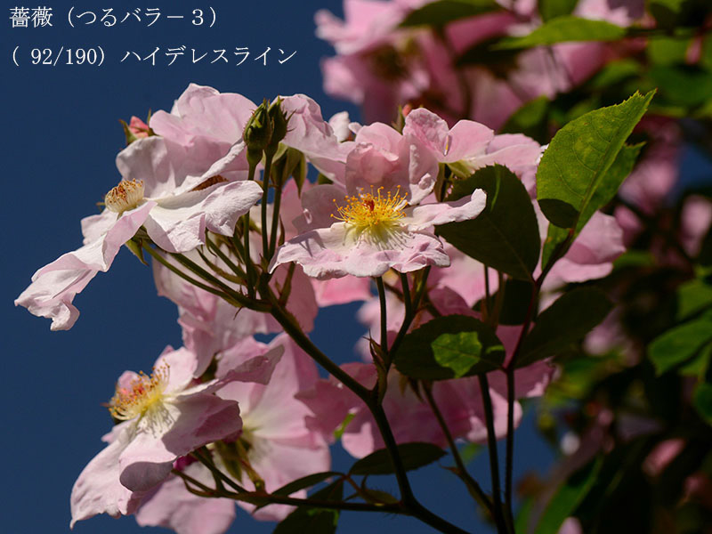 %_tempFileName092-r4541-20260517-1085%