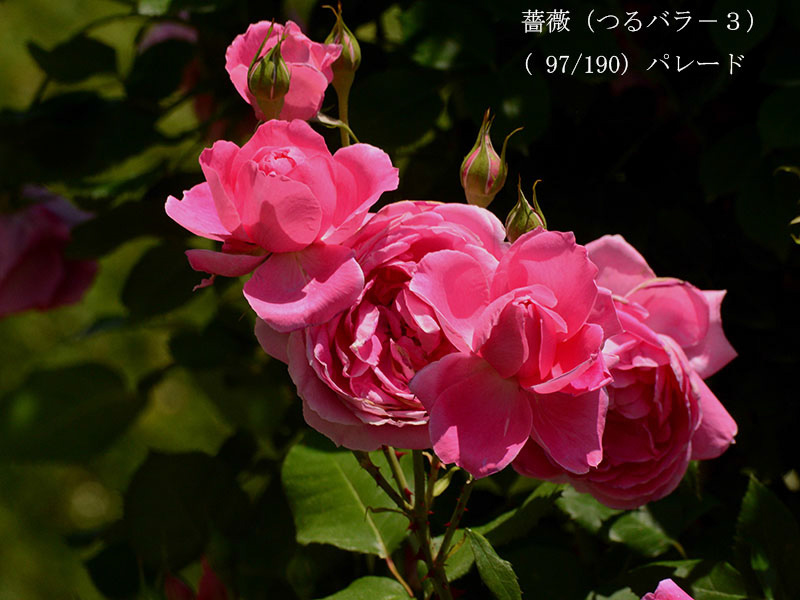 %_tempFileName097-r4730-20260519-0633%