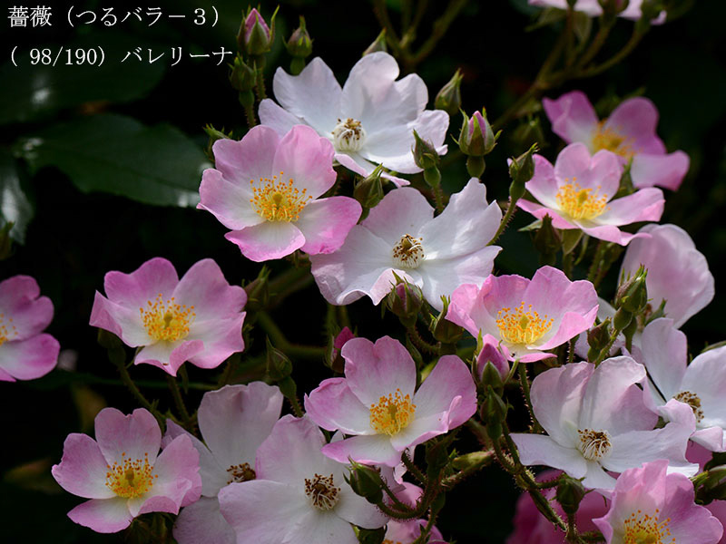 %_tempFileName098-r4733-20260508-1338%