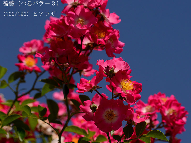%_tempFileName100-r4807-20260526-0983%