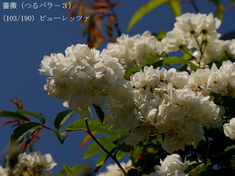 %_tempFileName103-r4933-20260517-1130%