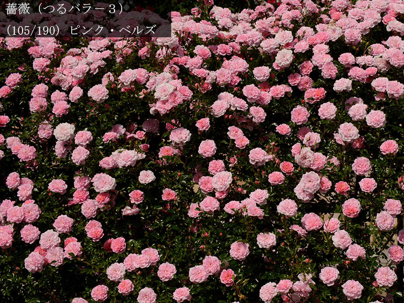%_tempFileName105-r5040-20260531-1448%